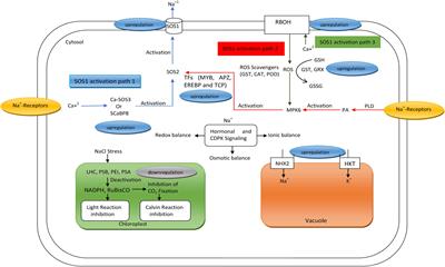 Redox and Ionic Homeostasis Regulations against Oxidative, Salinity and Drought Stress in Wheat (A Systems Biology Approach)